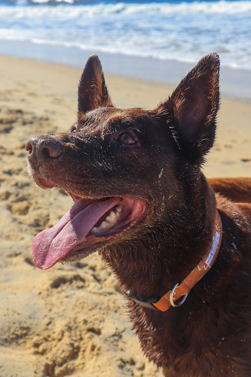 The Nomad's Dog - Scout Canvas Fabric Dog Collar