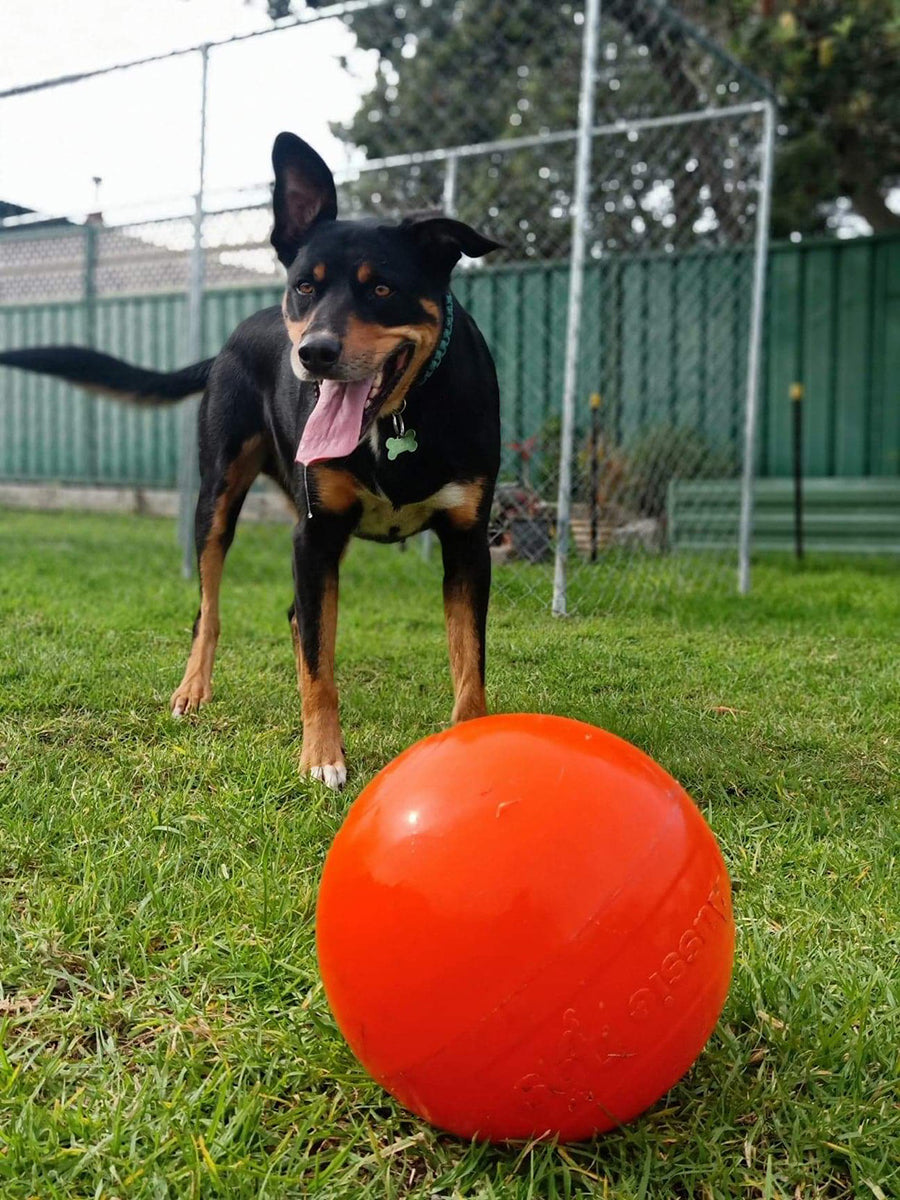 Aussie Dog Staffie Ball